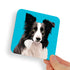 Collie Black and White Sheep Dog Coaster
