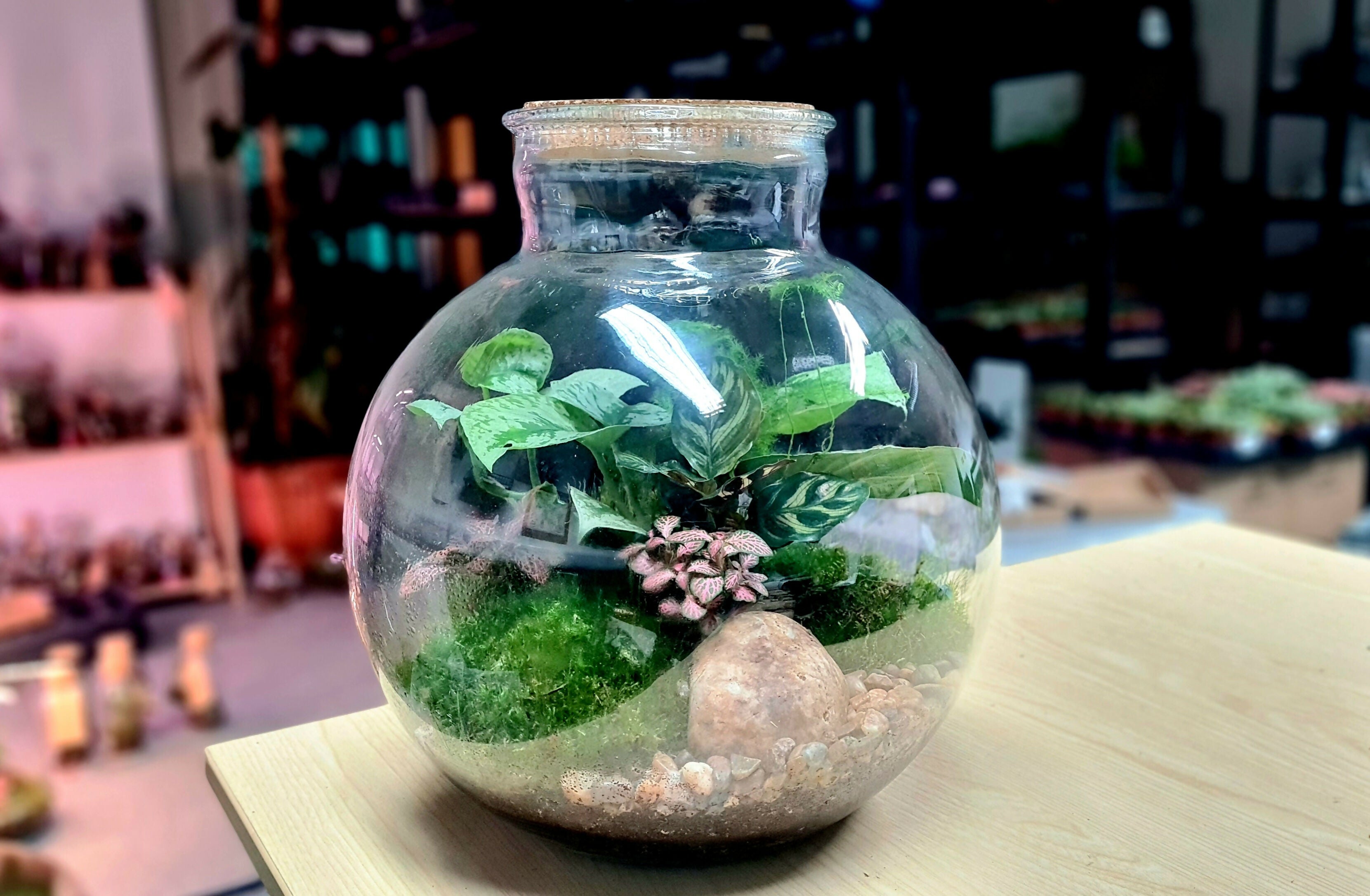 Large Carboy Light Up Terrarium
