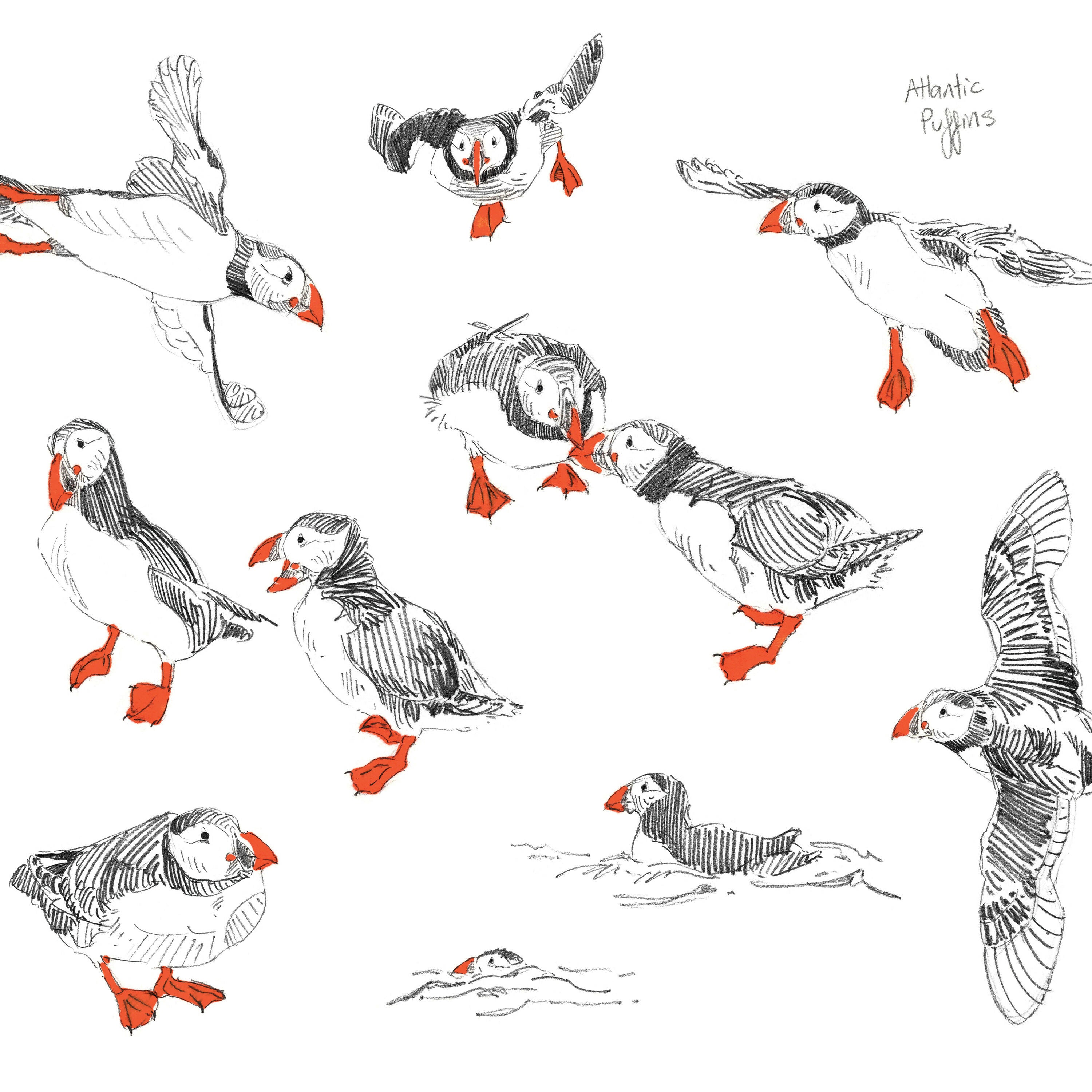 Puffin Sketches - A4/A5/A6 Prints