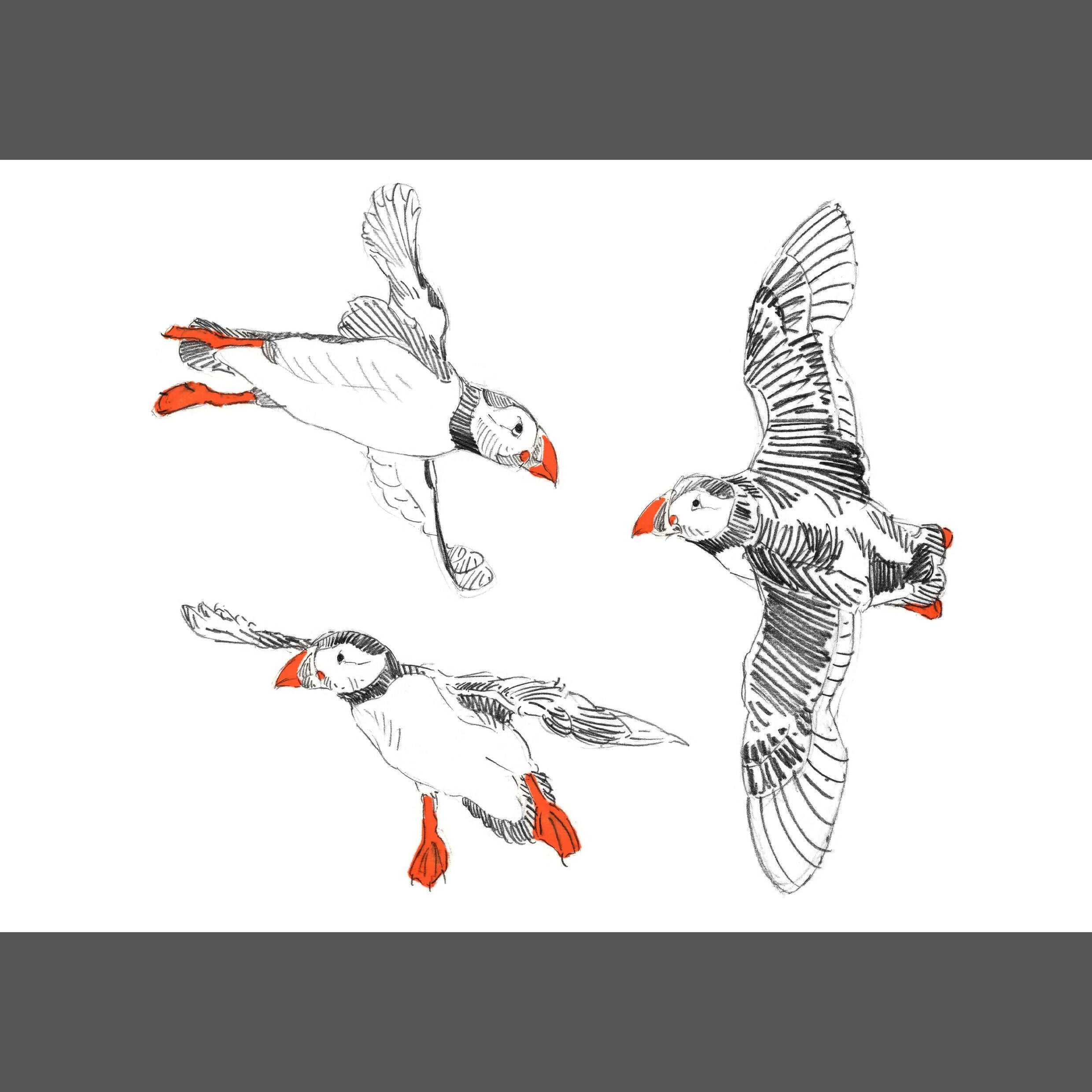 Pack of Puffin Prints - A4, A5, two A6