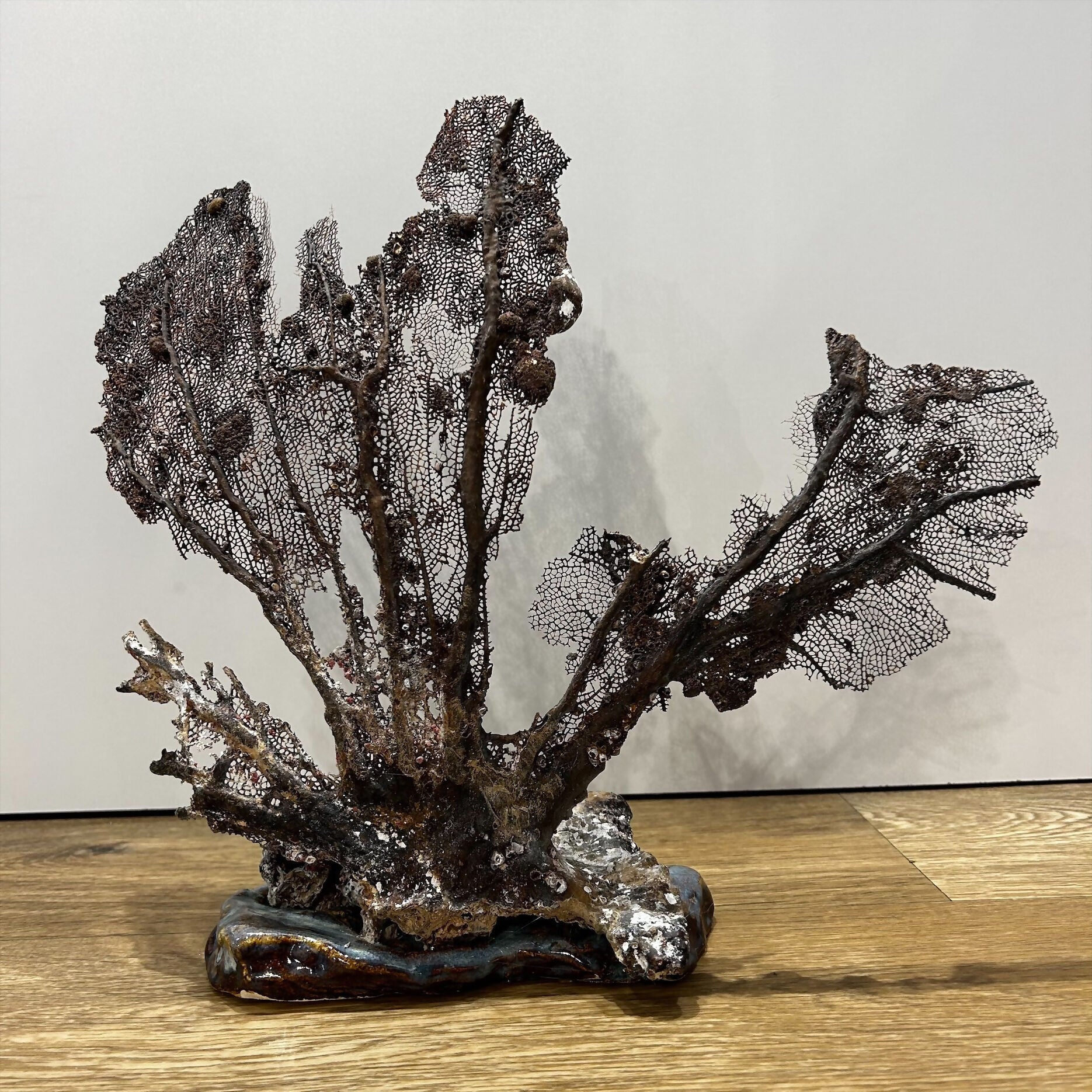 Seafan Coral on Ceramic Rock