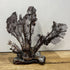 Seafan Coral on Ceramic Rock