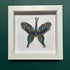 Lovely Multi Coloured Felt Butterfly In A White Box Frame
