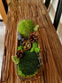 Pine Cone Forest Teak Bowl