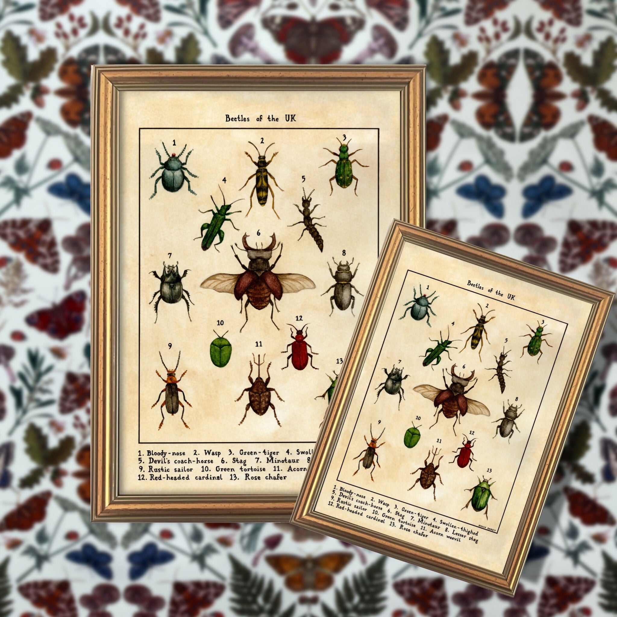 Beetles Of The UK A4 Print