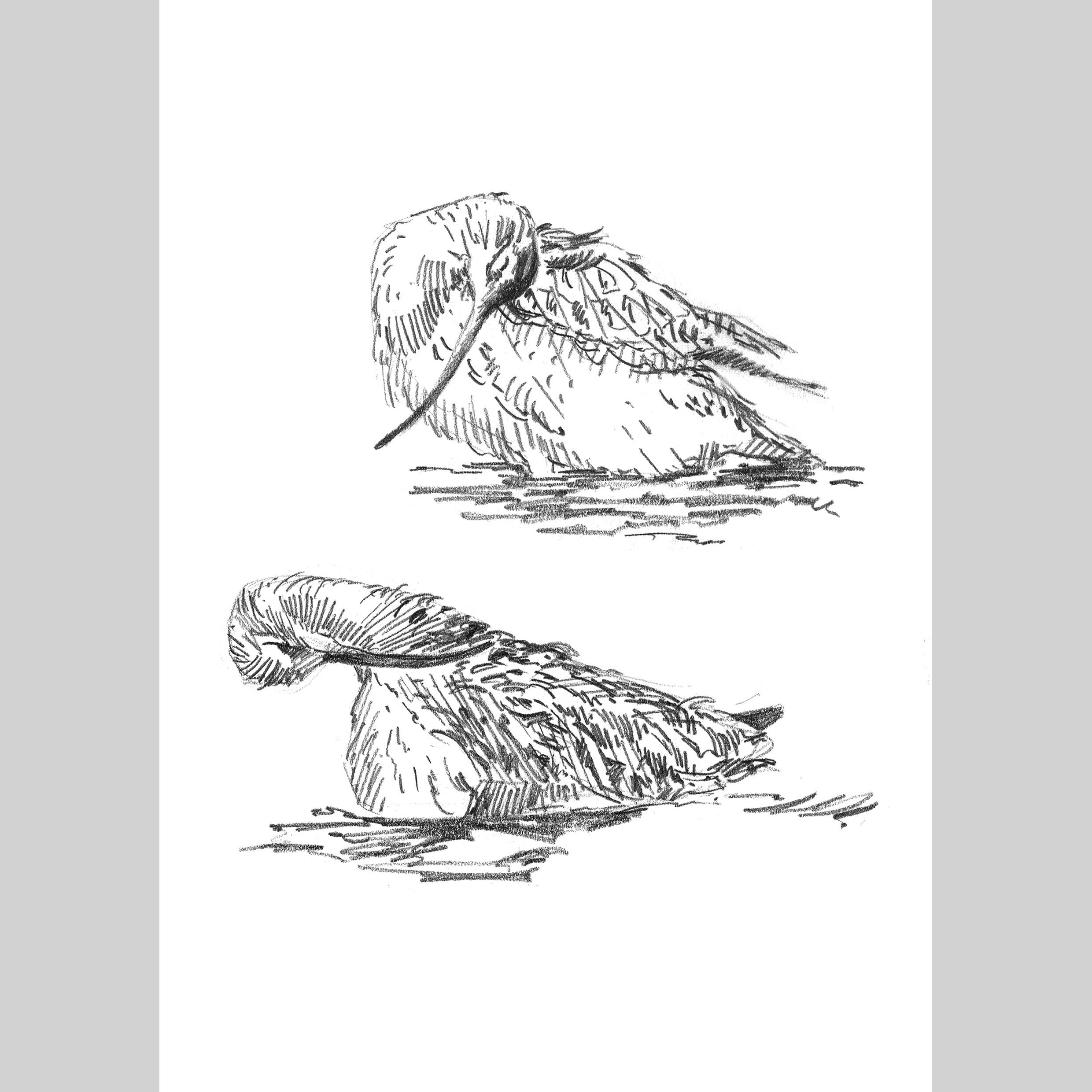 Curlew Sketches - A5/A6 Prints