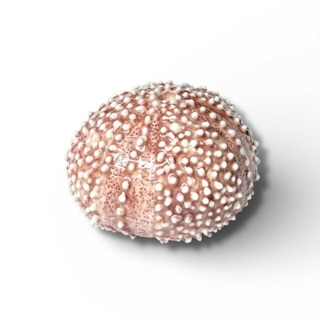 Porcelain Sea Urchin Shell