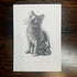 B&W Cat - 5x7