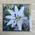 Passion Flower – Square Greetings Card