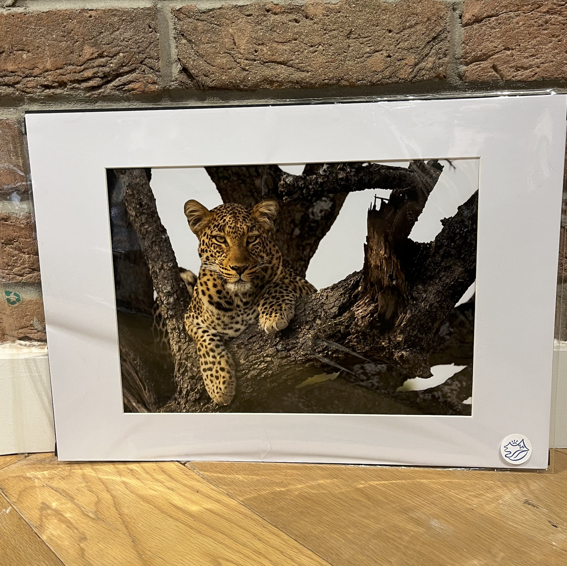 Cats Eye View - Photograph