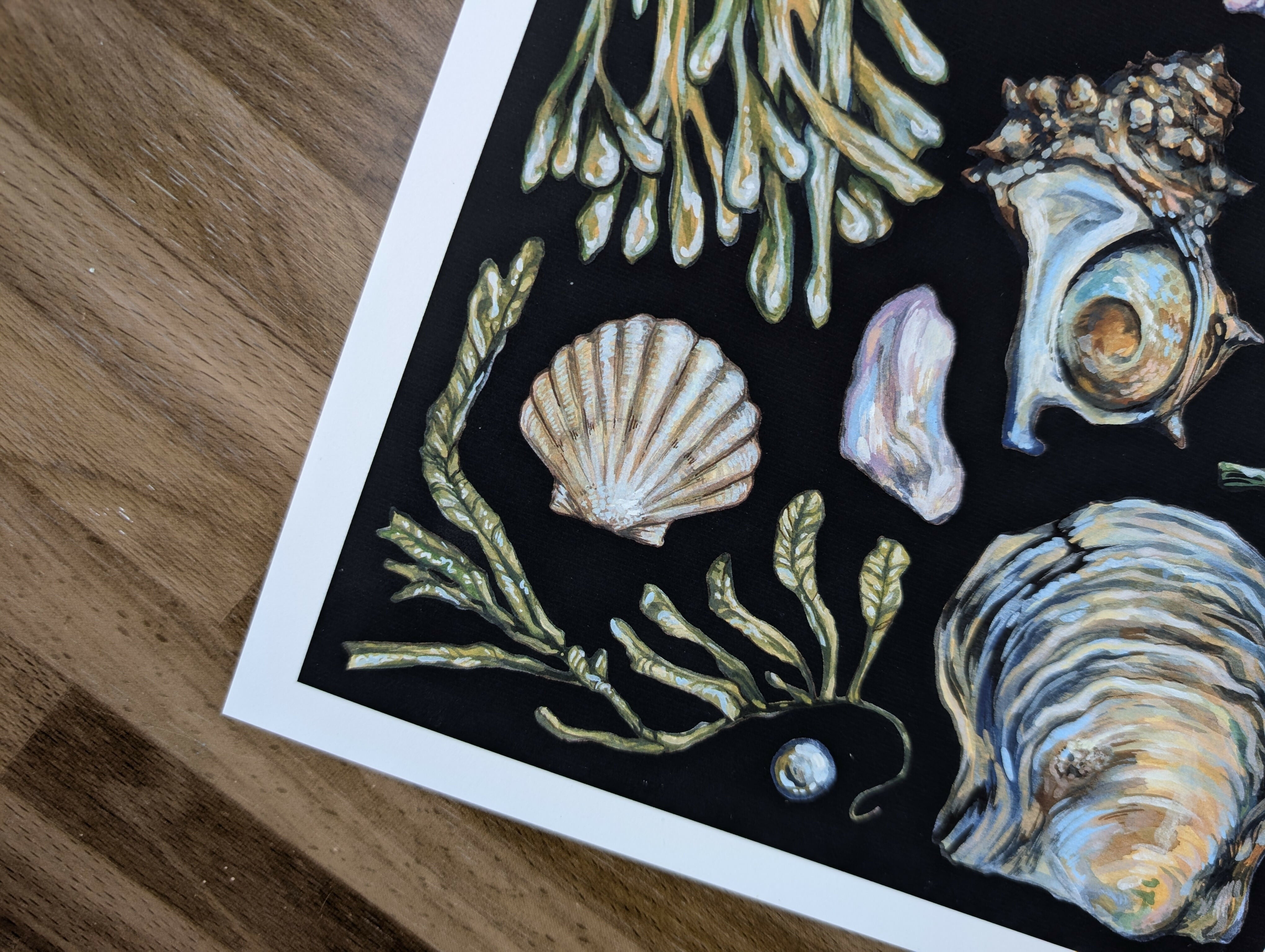 Akoya Oyster Pearl Seafood Illustration, A4 Print