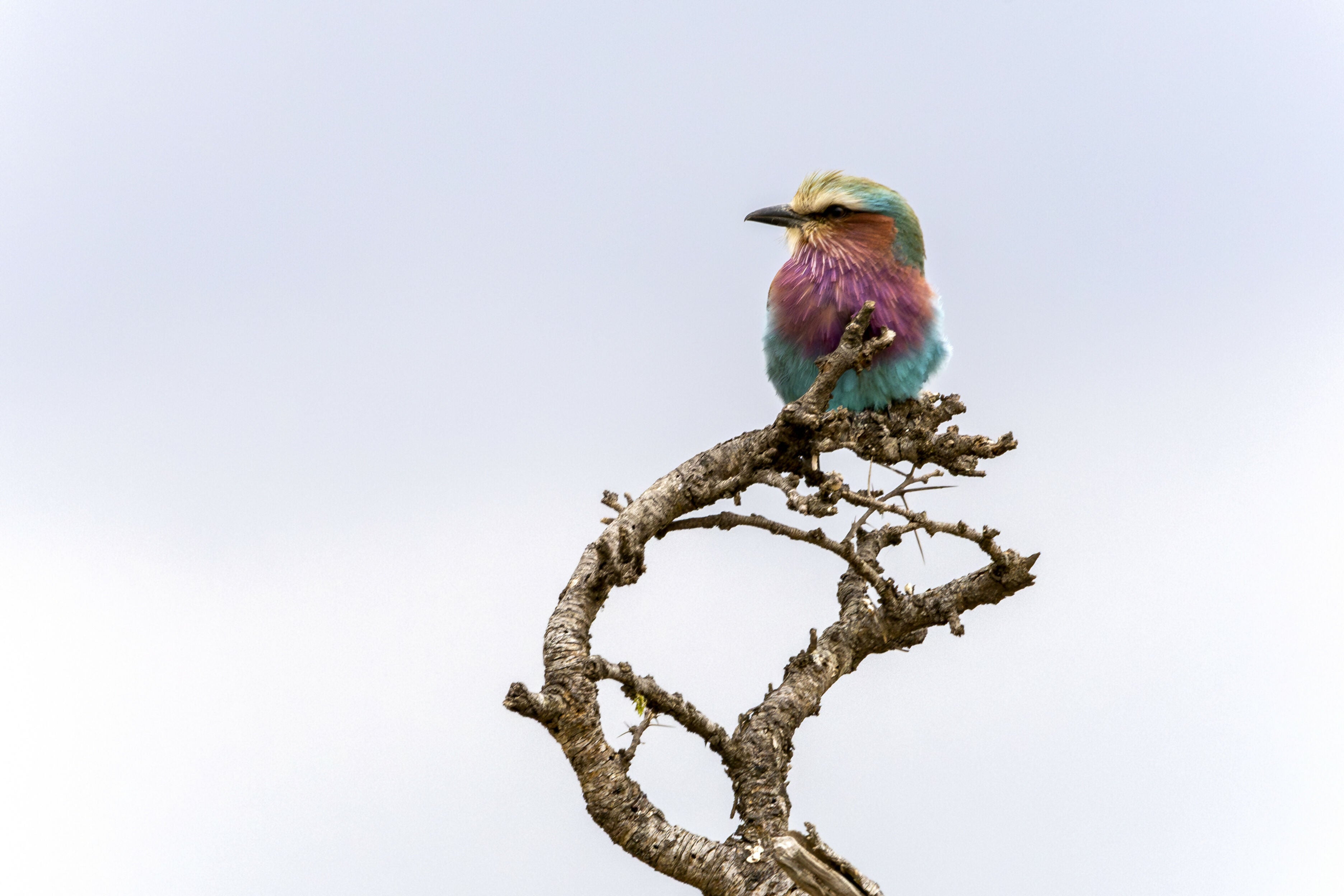 Lilac Breasted Roller - Photograph