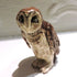 Ceramic Spotted owl sculpture - Hooty