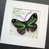 Handmade Paper Quilling Butterfly with White Framed