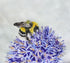 White-Tailed Bumblebee