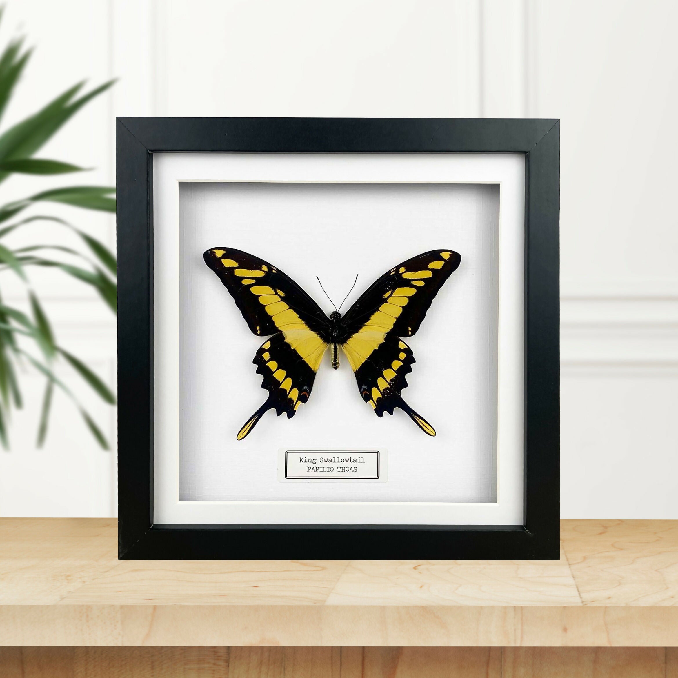 King Swallowtail (Papilio thoas) Butterfly Handmade Box Frame