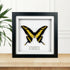 King Swallowtail (Papilio thoas) Butterfly Handmade Box Frame
