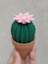 Origami Paper Cactus in Terracotta Pot