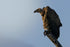 Vulture View - Photograph