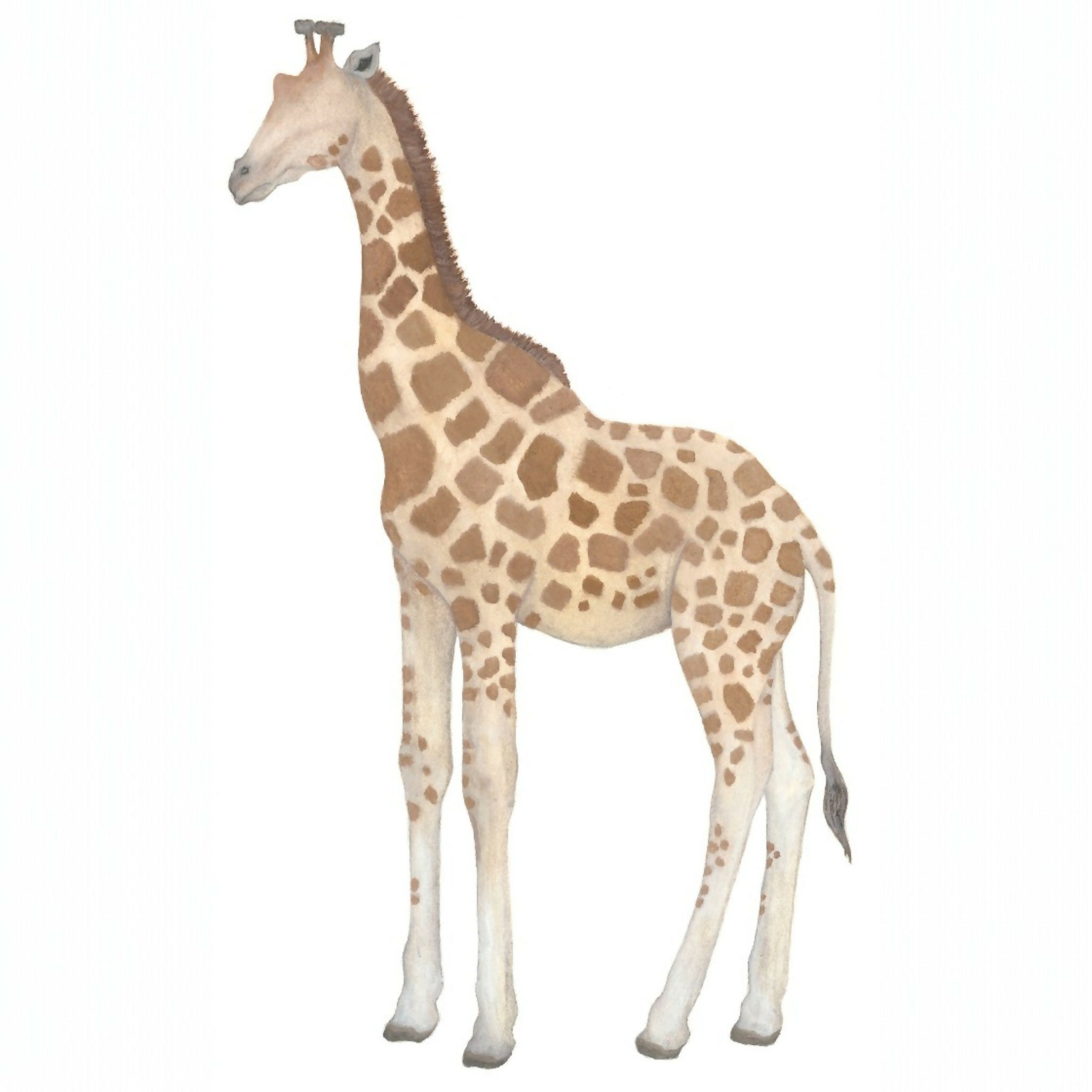Giraffe Giclée Print