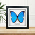 Giant Blue Morpho (Morpho didius) Butterfly Handmade Box Frame