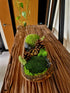 Pine Cone Forest Teak Bowl
