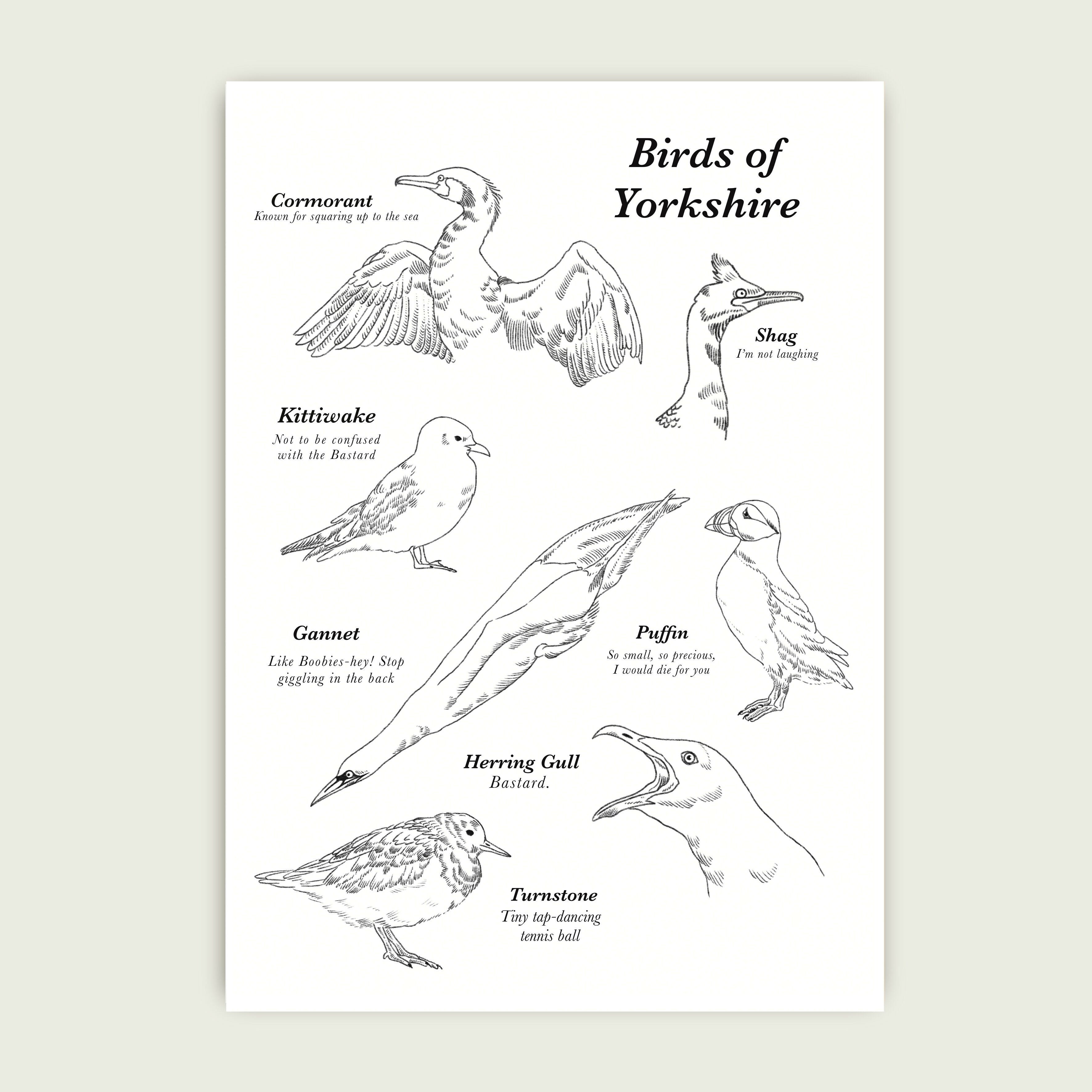 A4 Illustrated Print - Silly Birds Of Yorkshire