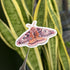Moths - Gloss Sticker Pack