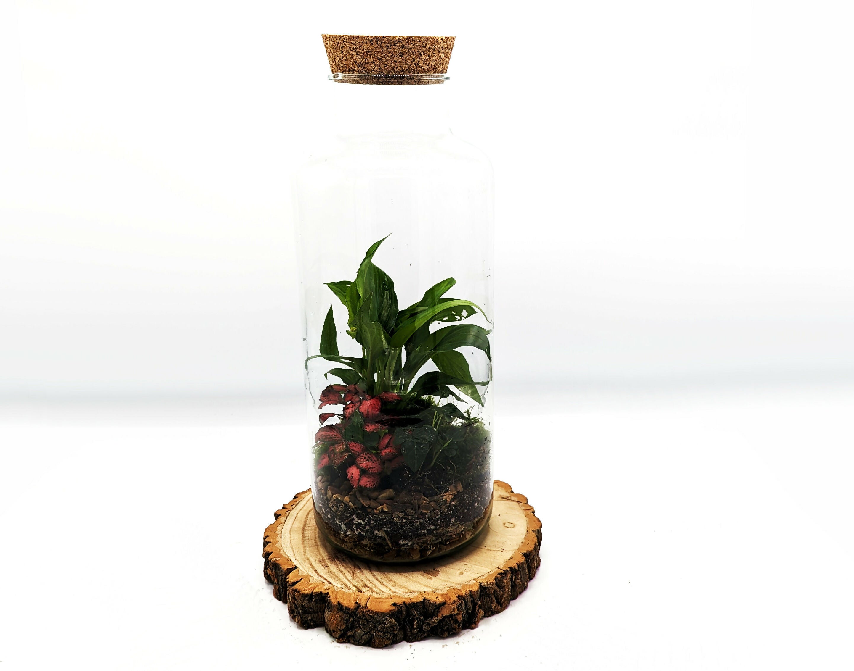 Tall Tropical Terrarium