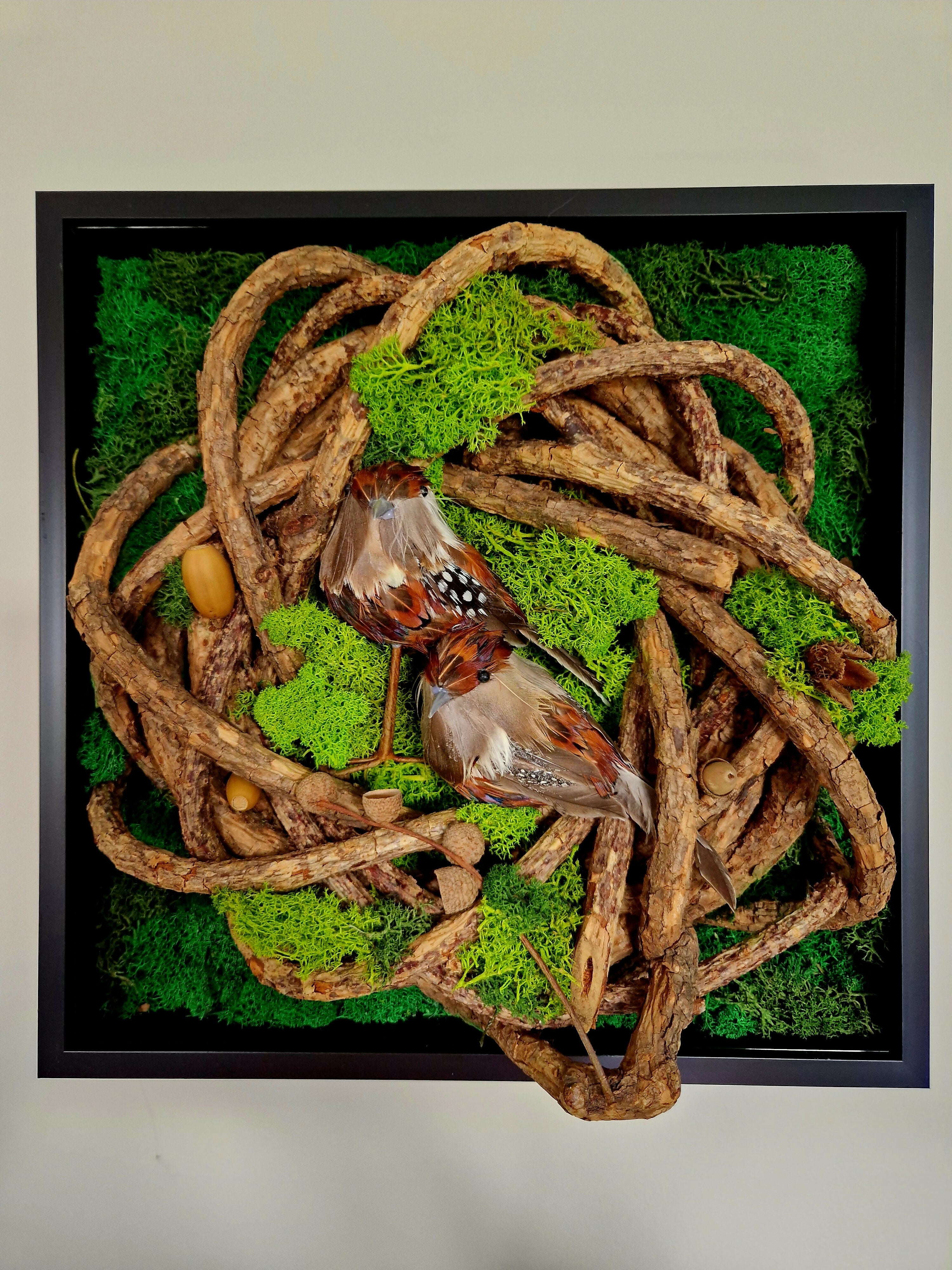 Nesting Robins