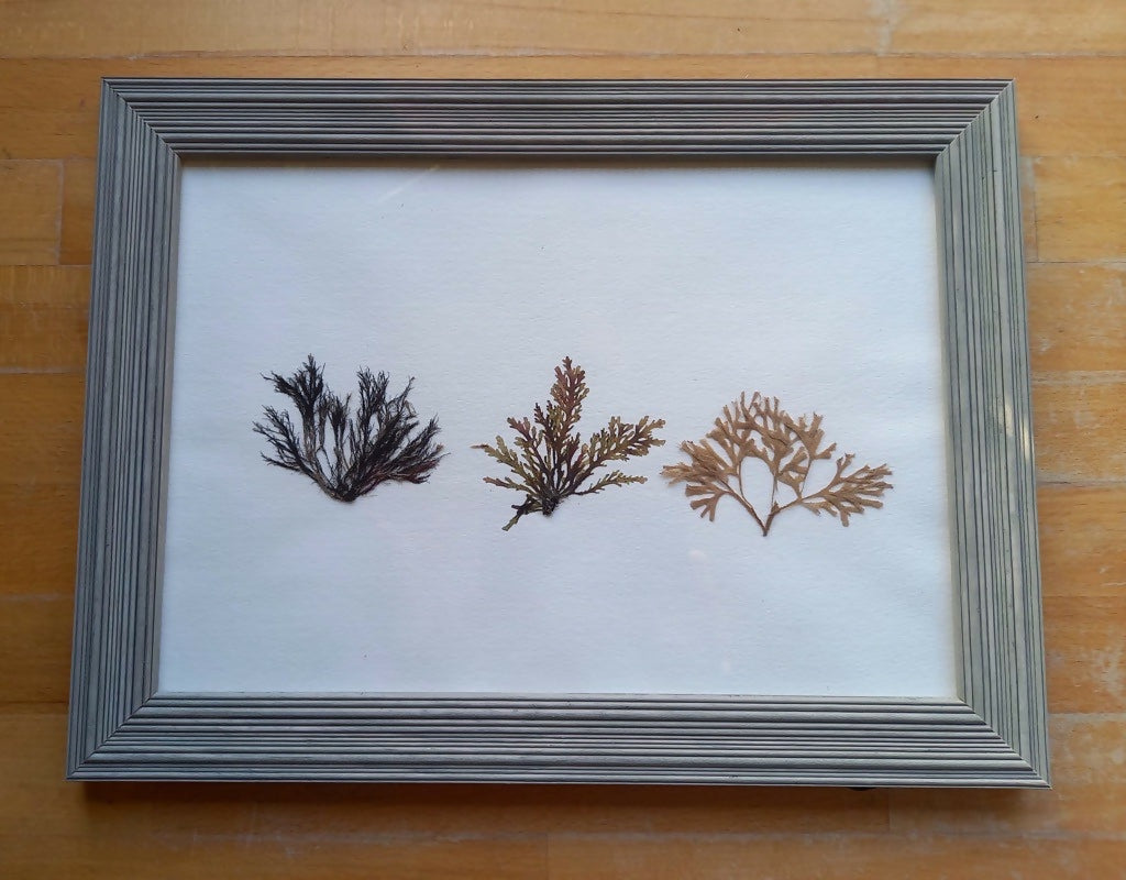 Real Pressed Seaweed Framed Art