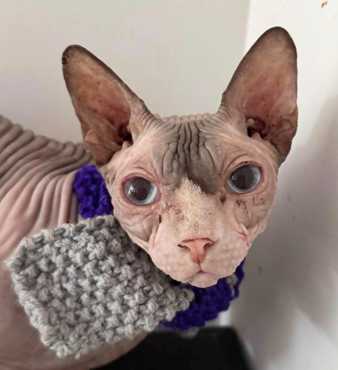 PET SCARF, STRIPY, 2-COLOUR COSY (LIGHT GREY & DARK PURPLE) FOR CAT OR SMALL DOG