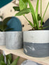 15cm Round Pot & Plant
