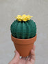 Origami Paper Cactus in Terracotta Pot