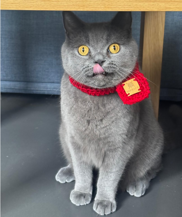 PET SCARF, COSY RICH RED COLOUR - CAT OR SMALL DOG