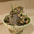 Floral Arrangement on Ceramic Centerpiece