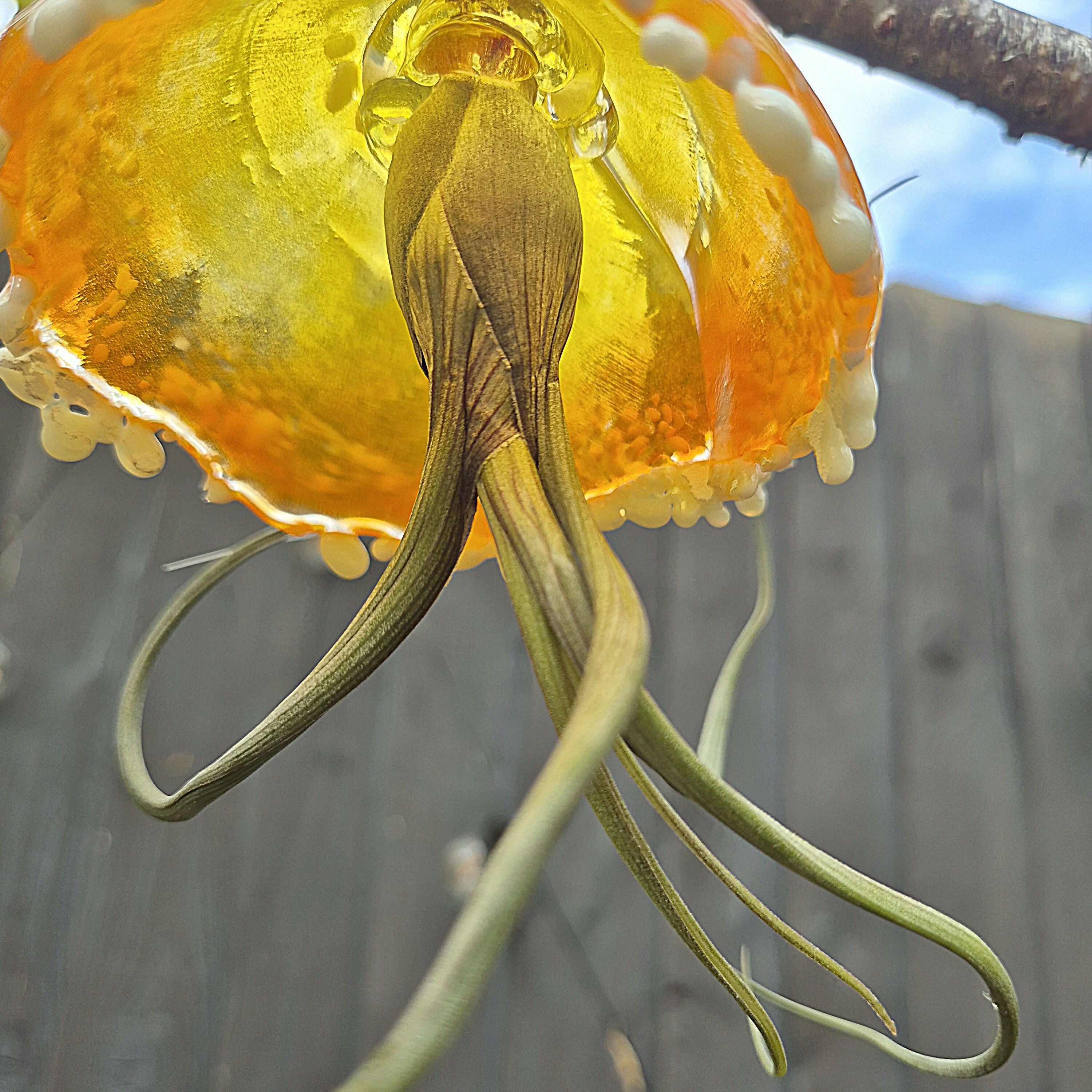 Rita The Jellyfish