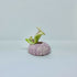 Porcelain Pink Sea Urchin with Sea Slug