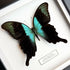 Aqua Swallowtail (Papilio peranthus) Butterfly Handmade Box Frame