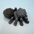 3D Printed MEDIUM: Articulated Sensory Fidget Animals friends Spider (Navy/Back) 7cm