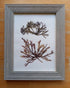 Real Pressed Seaweed Framed Art