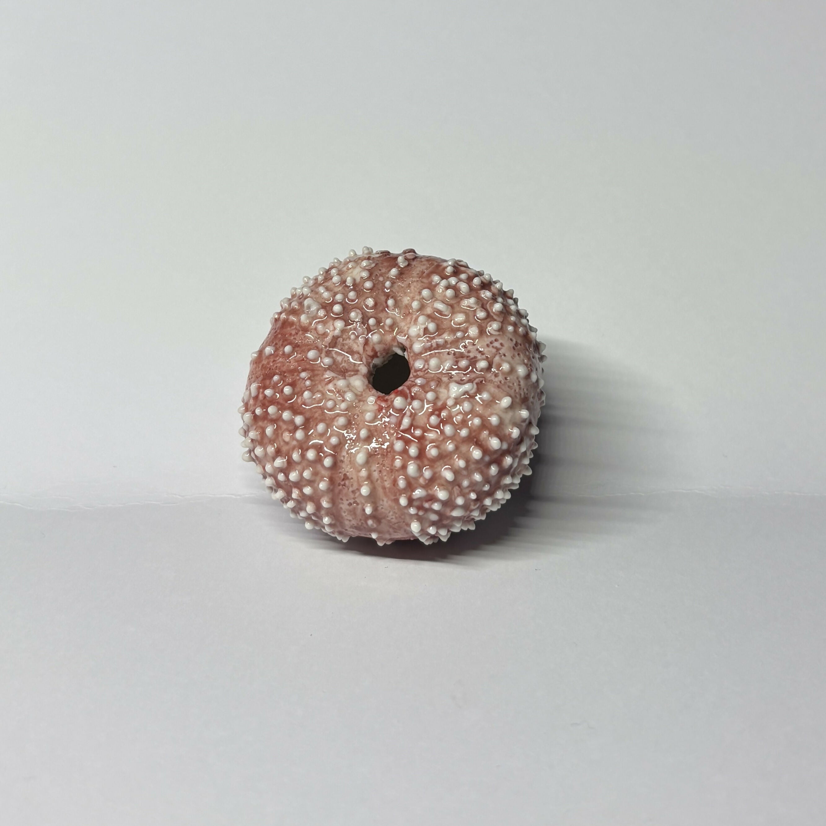 Porcelain Sea Urchin Shell
