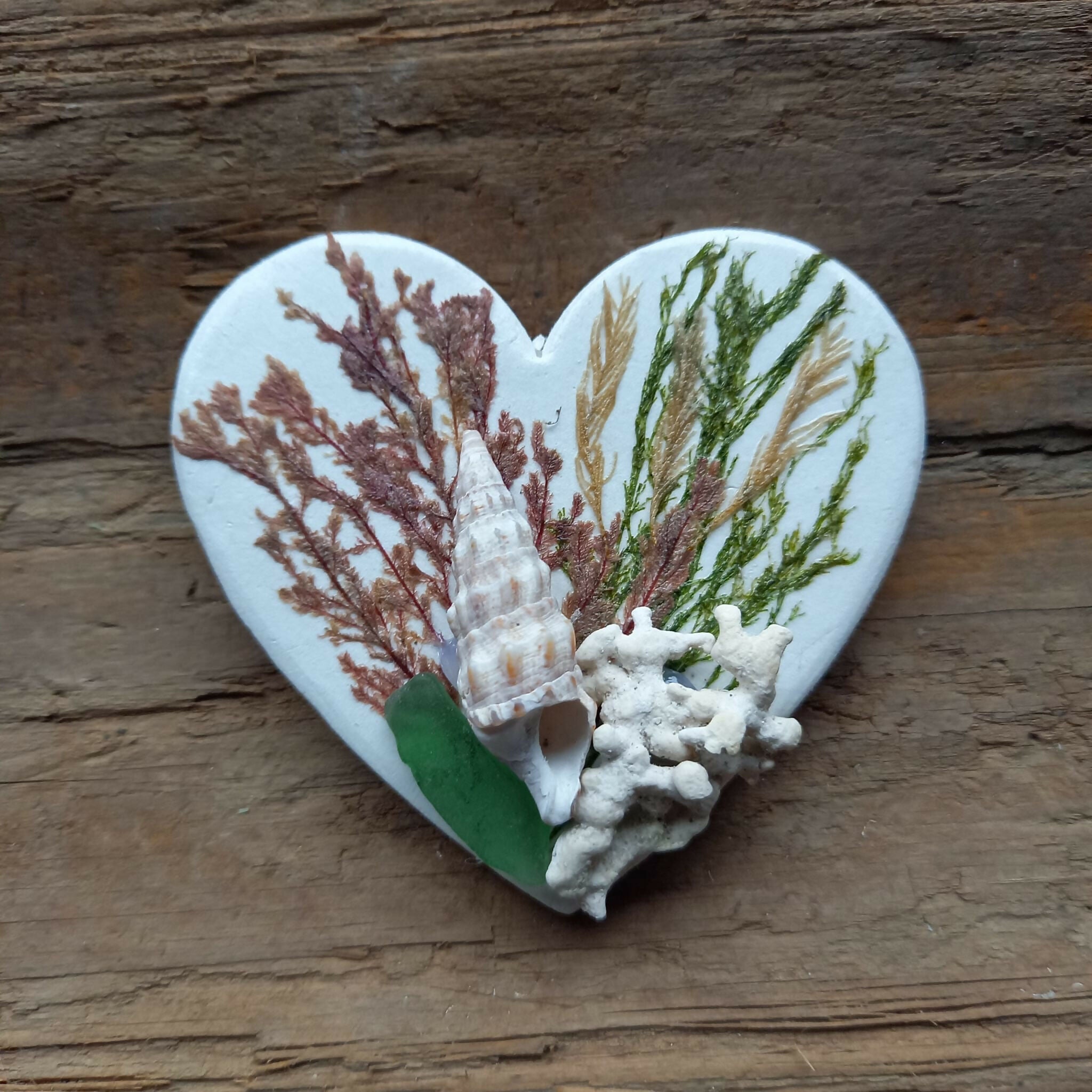 Real Pressed Seaweed Art Fridge Magnet