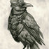 crow