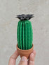 Origami Paper Cactus in Terracotta Pot