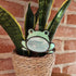 Grumpy Frog Stained Glass Plantstake