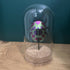 Lovely Glass Dome Featuring A Purple & Green 3D Paper Beetle