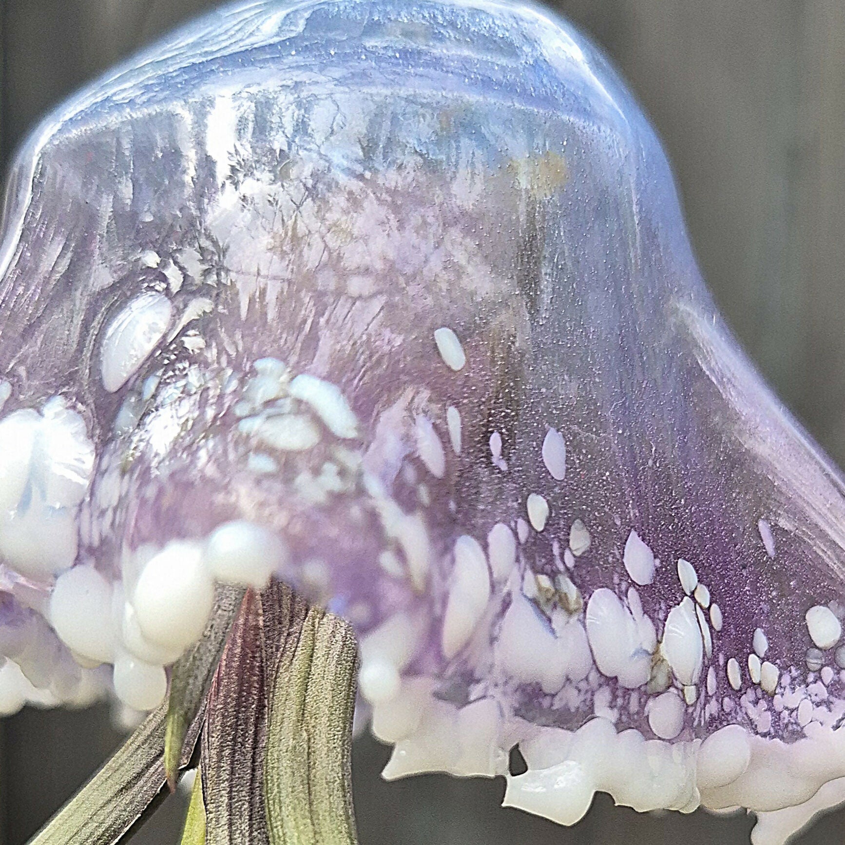 Mavis the Jellyfish
