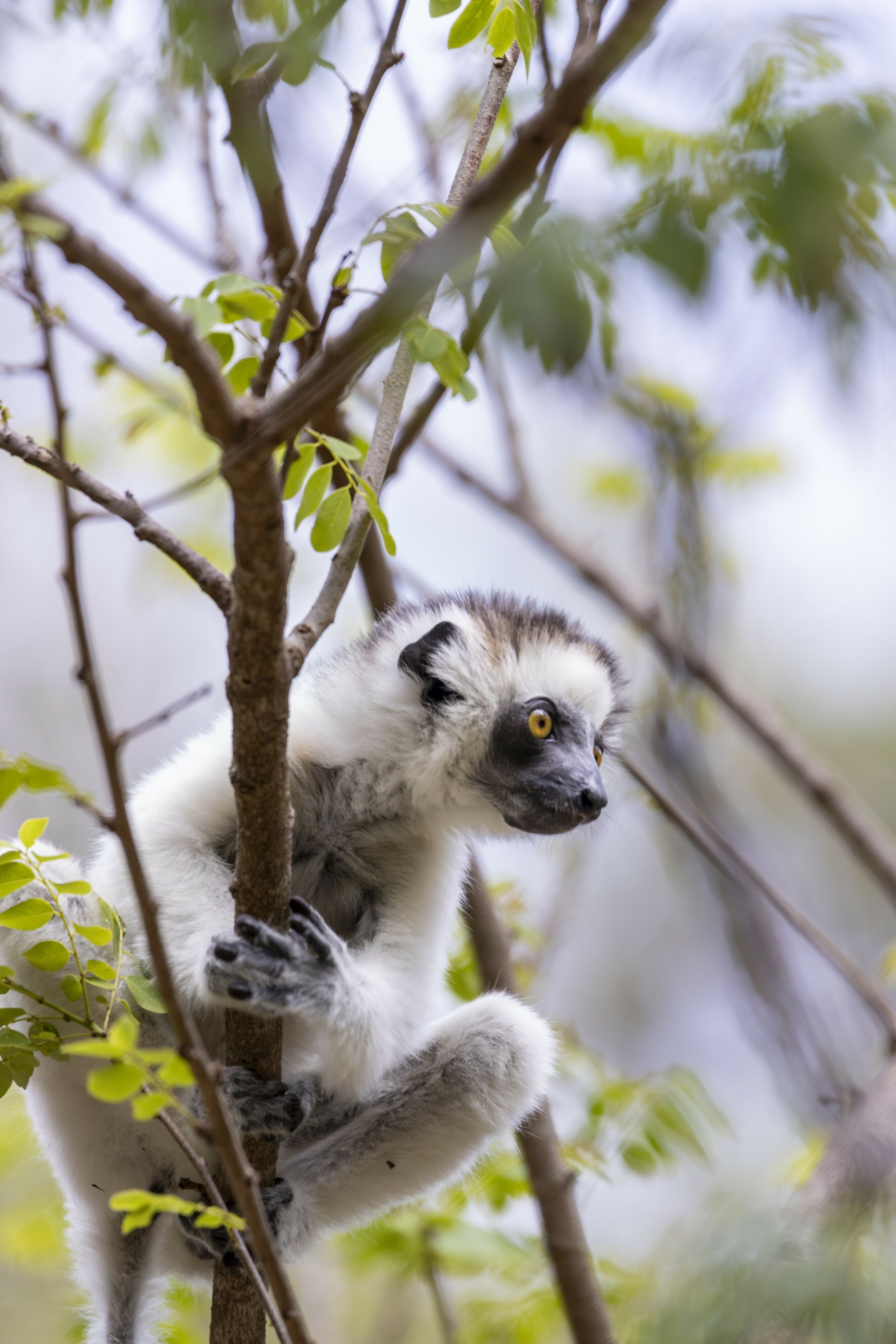 Lemur Perch - Photograph