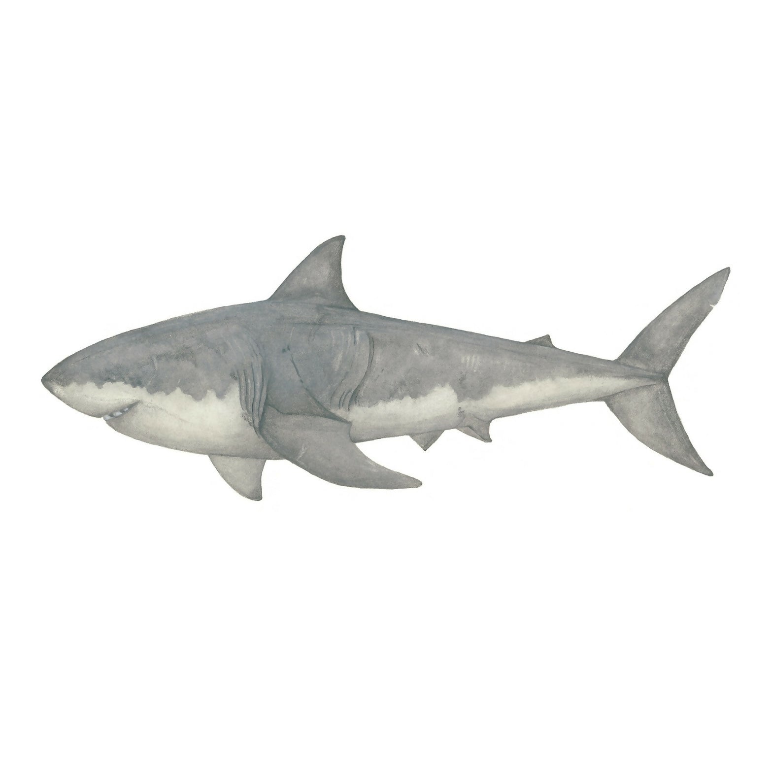 Shark Giclée print